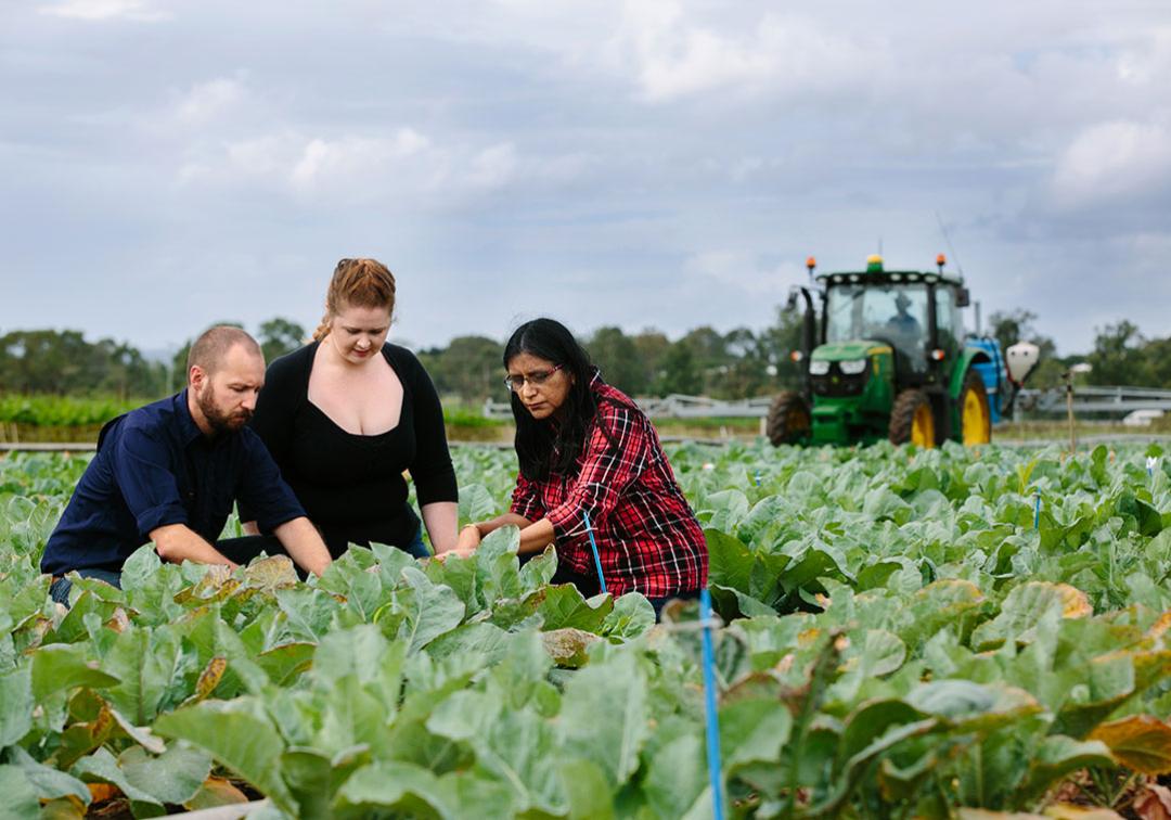 Researchers in a field of crops