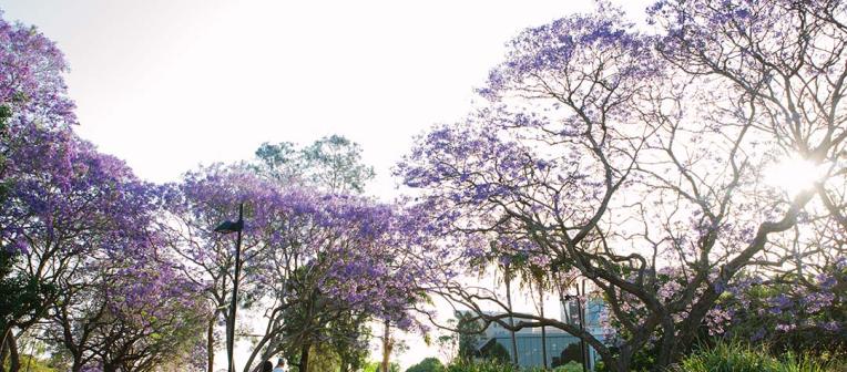 People walking through the grounds of St Lucia campus in jacaranda season.