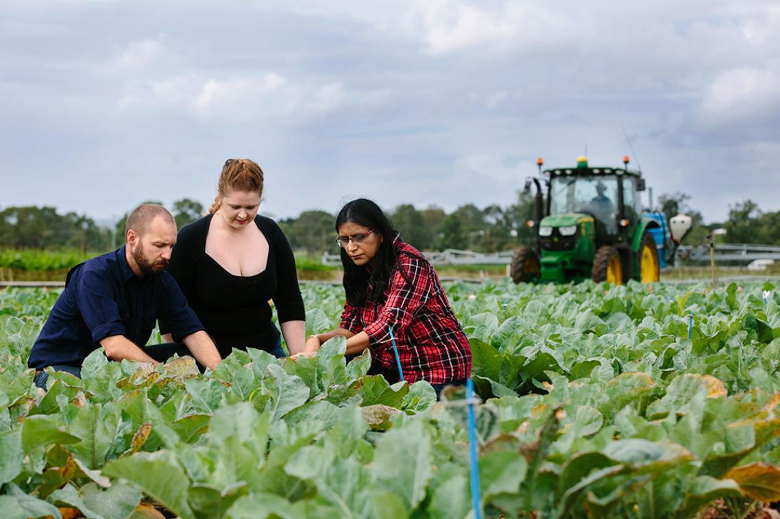 Researchers in a field of crops