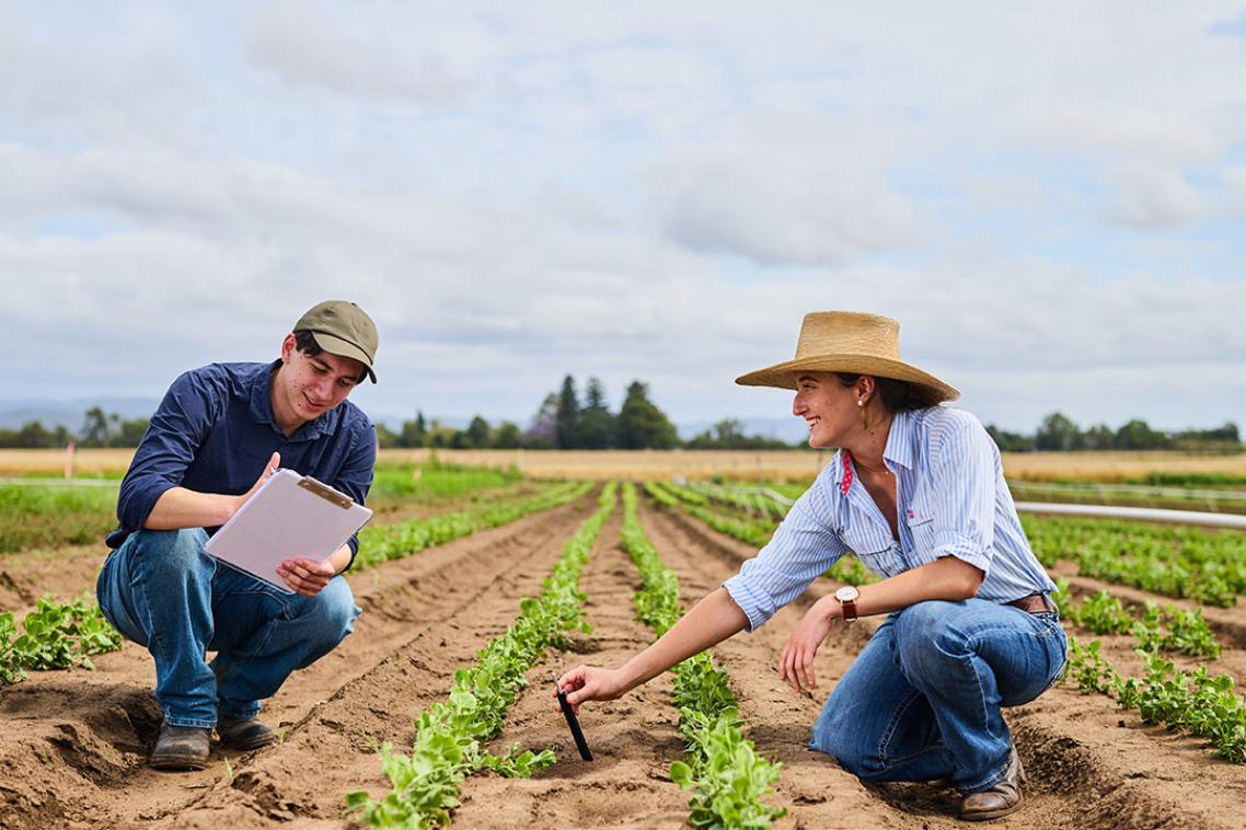 Two people crouched among rows of green crops.